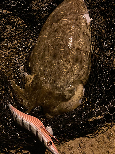 モンゴウイカの釣果