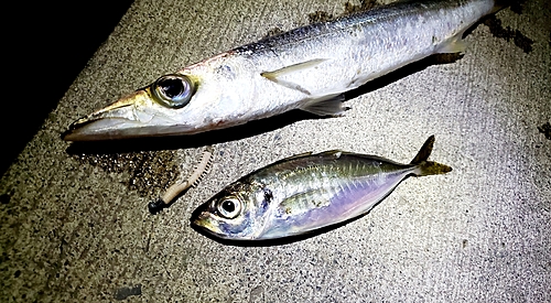 カマスの釣果