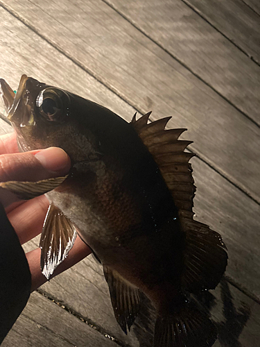 シロメバルの釣果