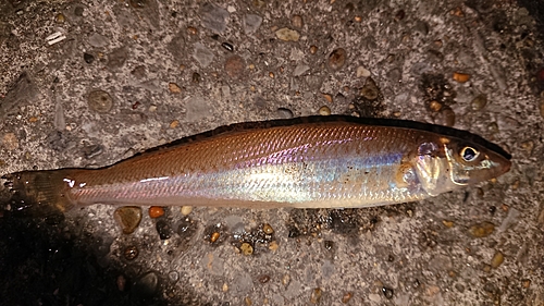 シロギスの釣果