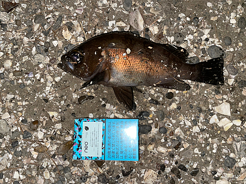 クロメバルの釣果