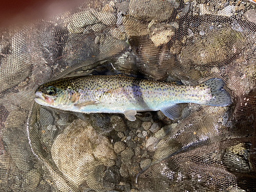 ニジマスの釣果