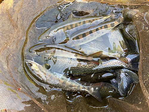 ヤマメの釣果