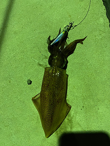 ケンサキイカの釣果