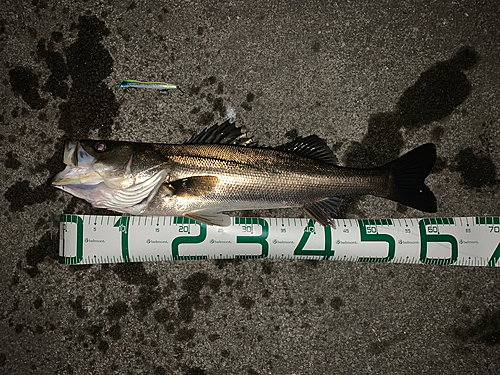 シーバスの釣果