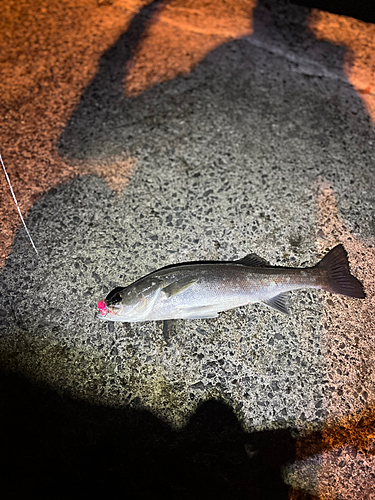 セイゴ（マルスズキ）の釣果