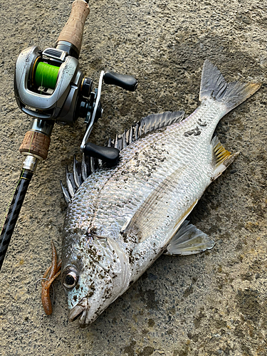 キビレの釣果