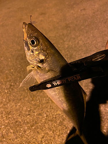 マアジの釣果