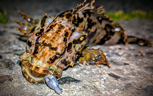 タケノコメバルの釣果