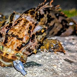 タケノコメバル