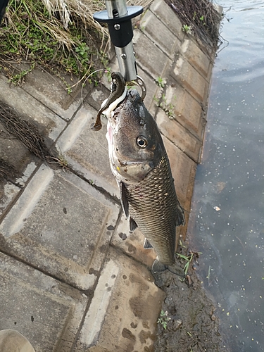 ニゴイの釣果