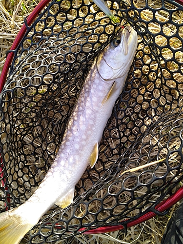 アメマスの釣果