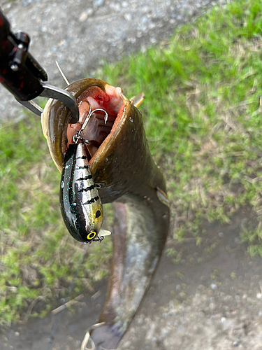 ナマズの釣果