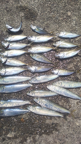 イワシの釣果