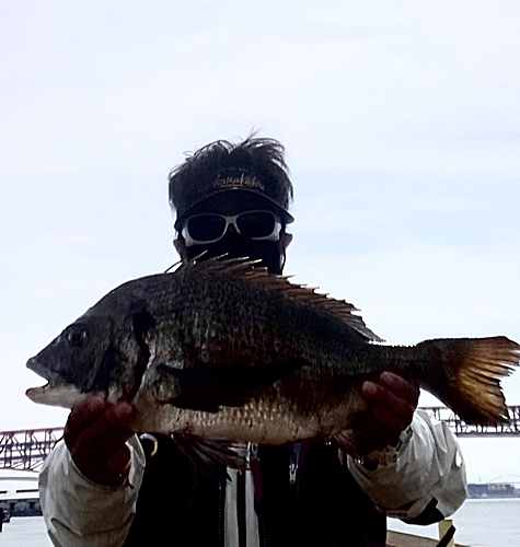 チヌの釣果