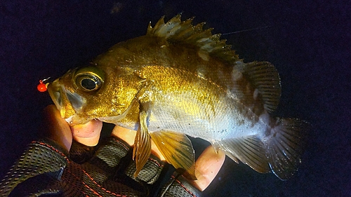 メバルの釣果