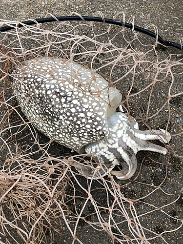 コウイカの釣果