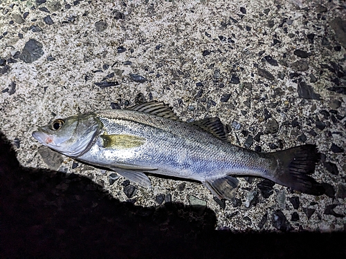 スズキの釣果