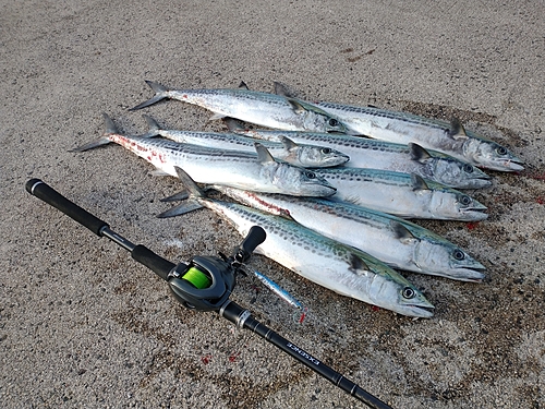 サゴシの釣果