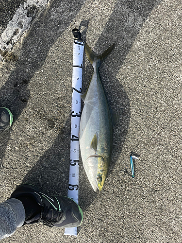 メジロの釣果