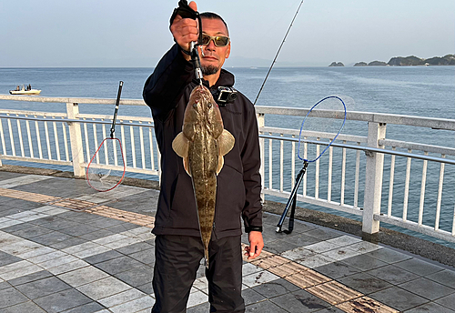 コチの釣果