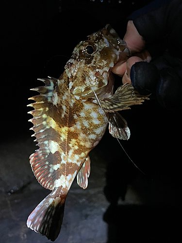 カサゴの釣果