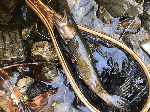 イワナの釣果