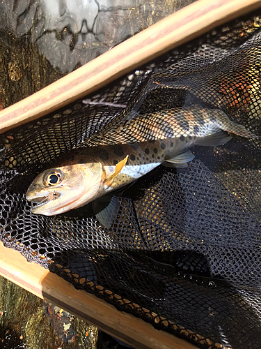 ヤマメの釣果