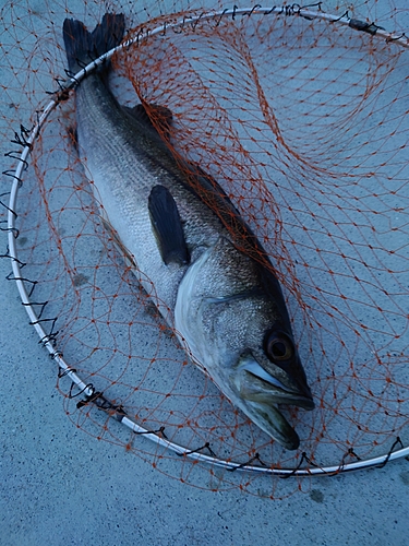 スズキの釣果