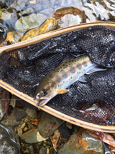 ヤマメの釣果