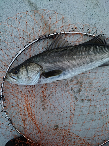 スズキの釣果