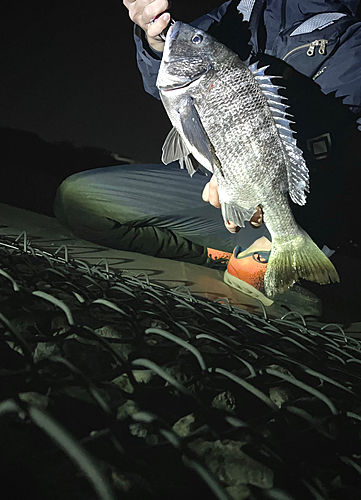 クロダイの釣果