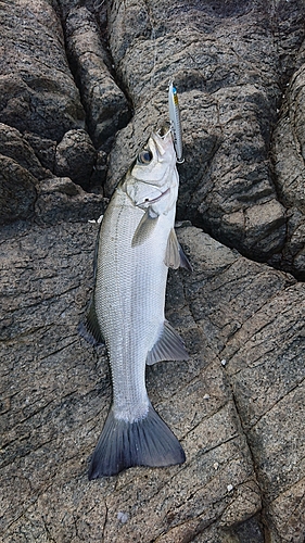 ヒラスズキの釣果