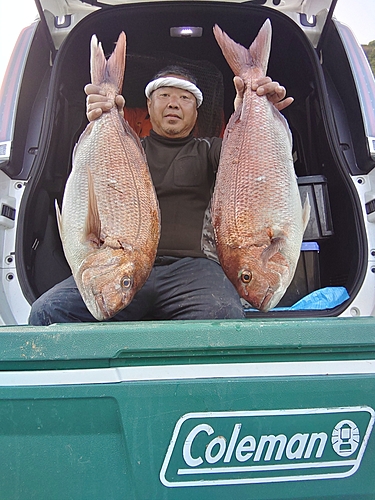 マダイの釣果