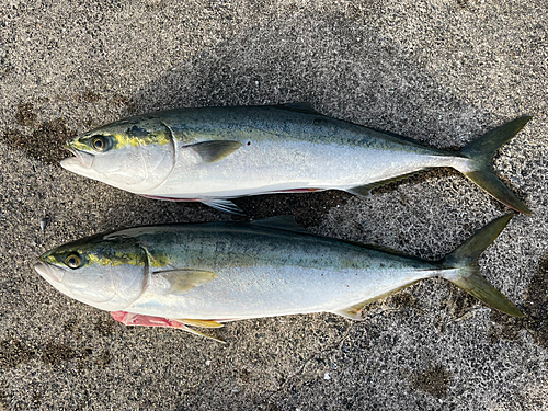 メジロの釣果