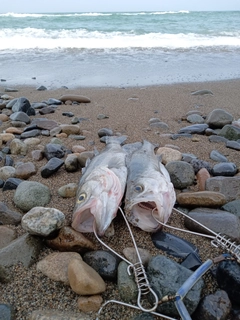 スズキの釣果