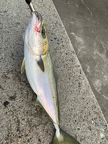 メジロの釣果