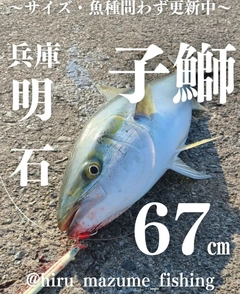 メジロの釣果