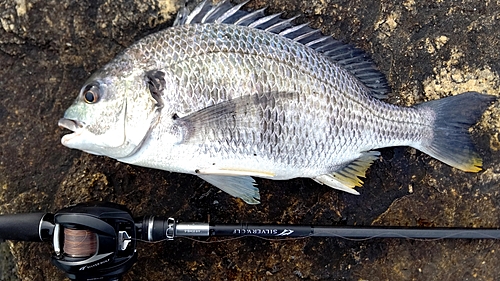 キビレの釣果