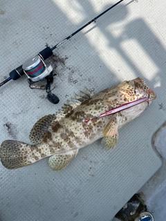 チャイロマルハタの釣果