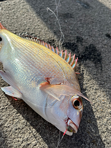 タイの釣果