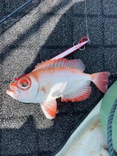 チカメキントキの釣果