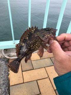 アラカブの釣果