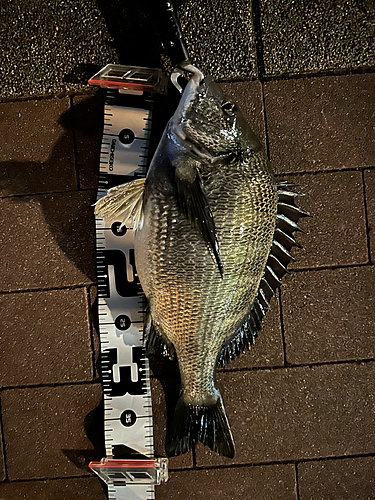 クロダイの釣果