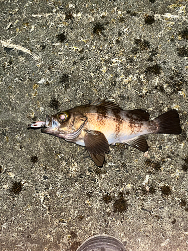 メバルの釣果