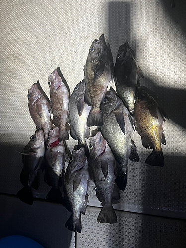 クロメバルの釣果