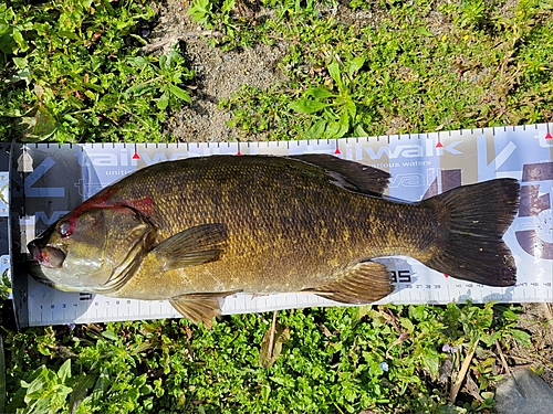 スモールマウスバスの釣果