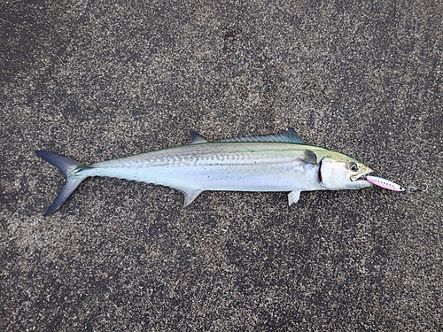 サゴシの釣果