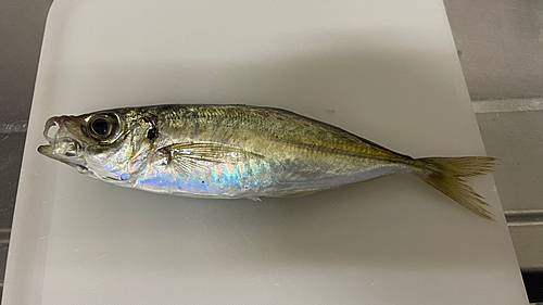 マアジの釣果