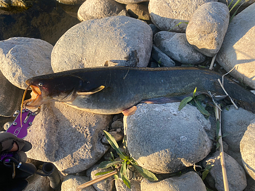 ナマズの釣果